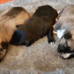 Hirvosen Ulpun pennut