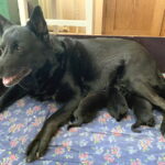 Kerttulin Iitun pentue