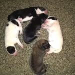 Heinäsaaren Hilman pentue